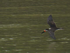 Black Skimmer