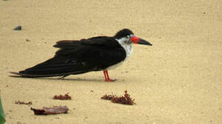 Black Skimmer