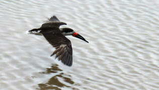 Black Skimmer