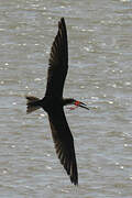 Black Skimmer