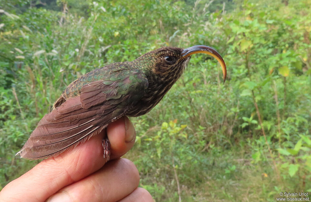 White-tipped Sicklebilladult