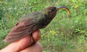 White-tipped Sicklebill