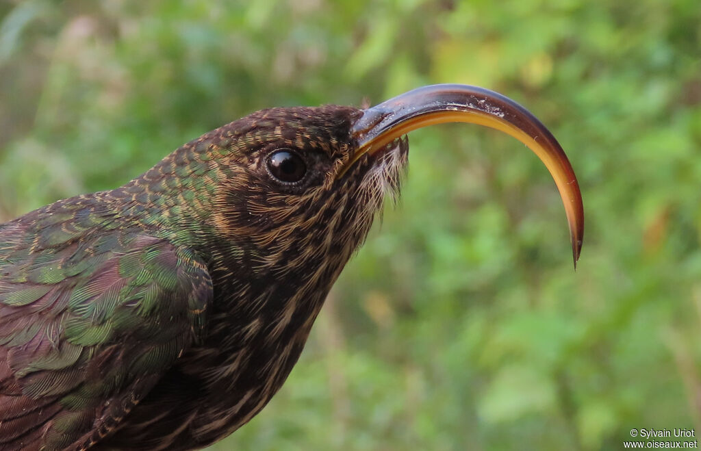 Bec-en-faucille aigle