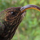 Bec-en-faucille aigle