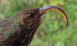 Bec-en-faucille aigle