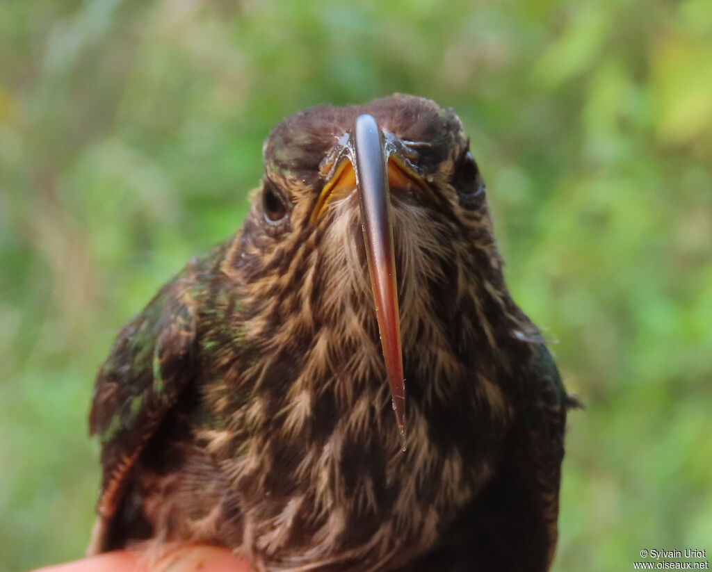 White-tipped Sicklebill