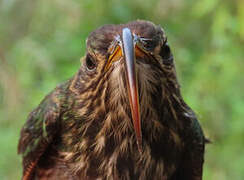 Bec-en-faucille aigle