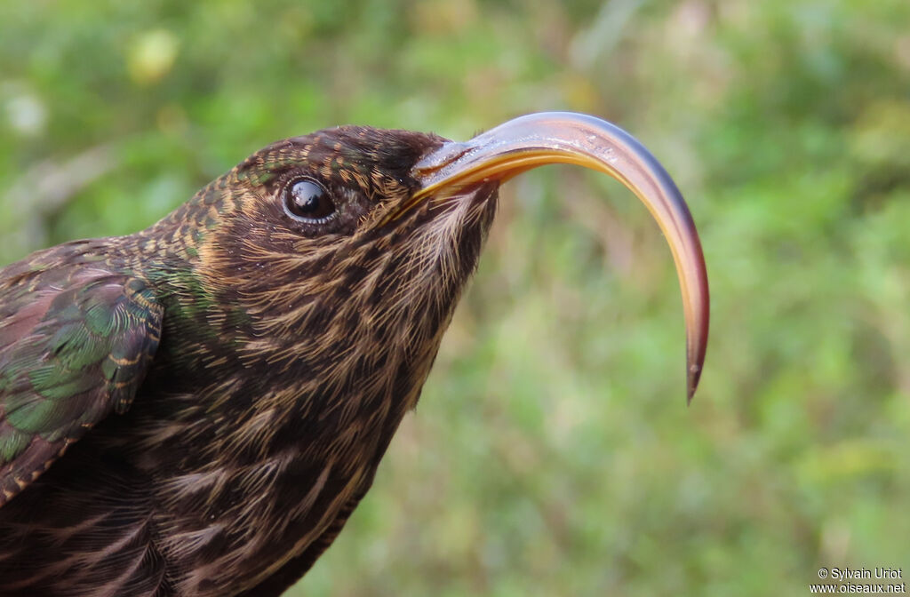 Bec-en-faucille aigle