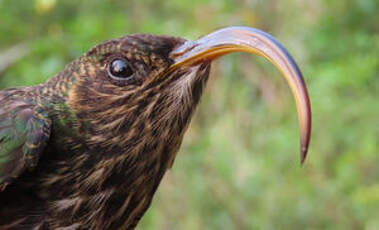 Bec-en-faucille aigle