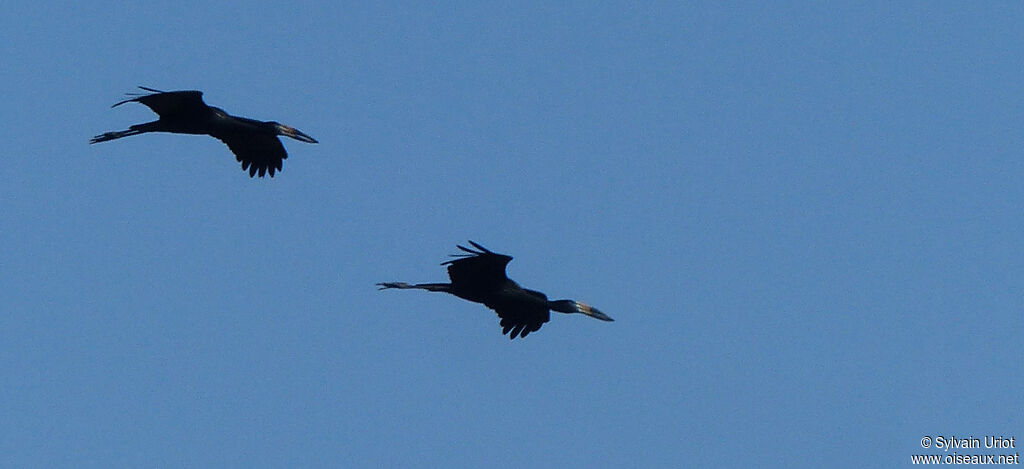 African Openbill