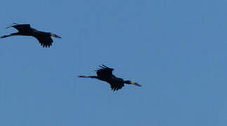 African Openbill