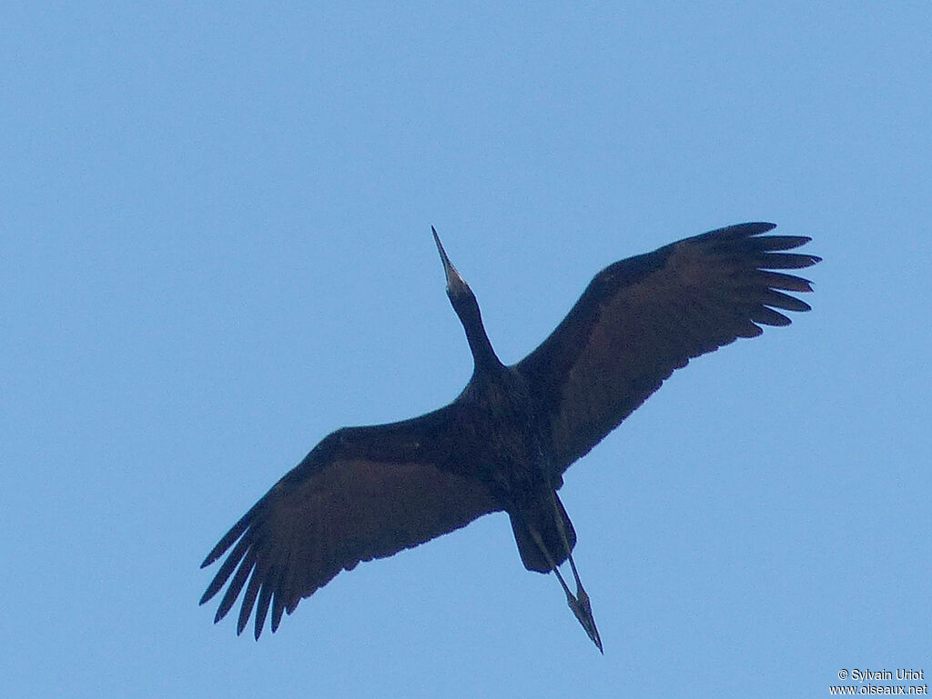 African Openbill