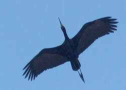 African Openbill