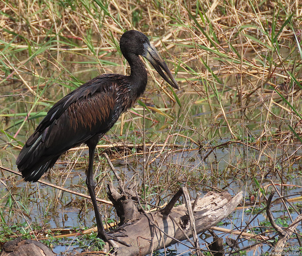 African Openbilladult