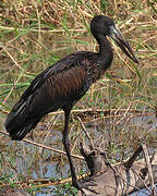 African Openbill