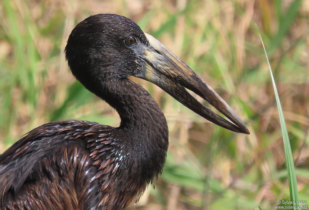 African Openbilladult