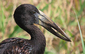 African Openbill