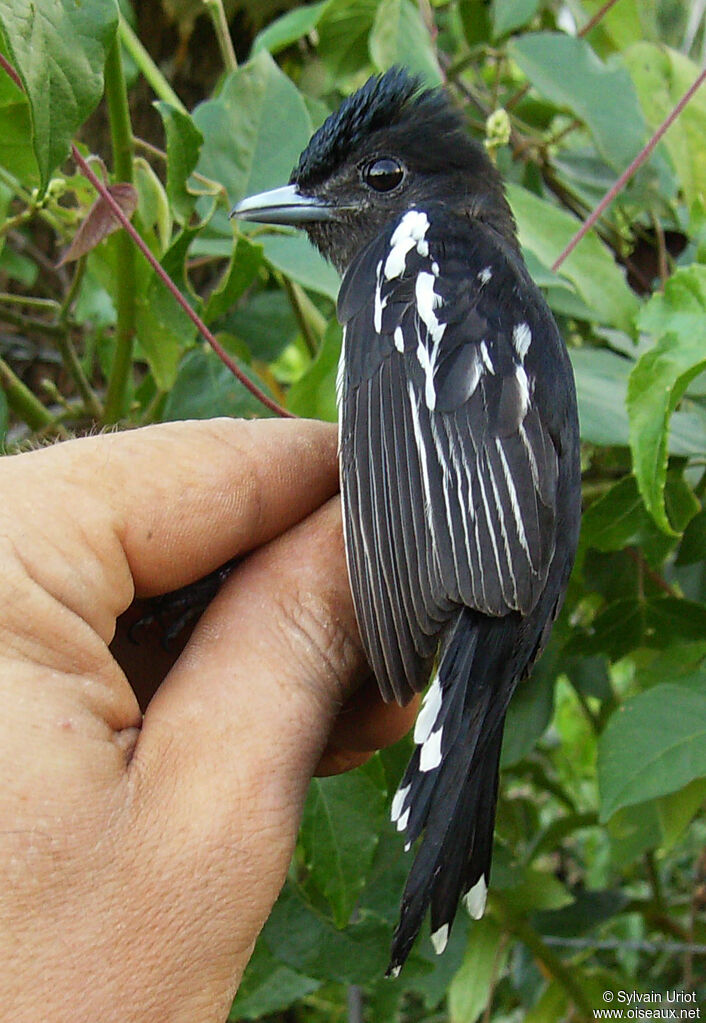 Bécarde à ailes blanches mâle adulte