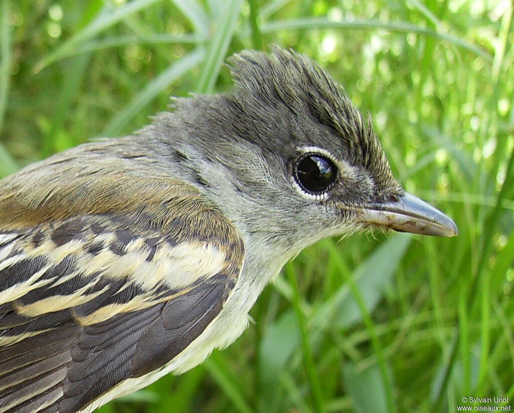 White-winged Becard female adult