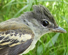 White-winged Becard