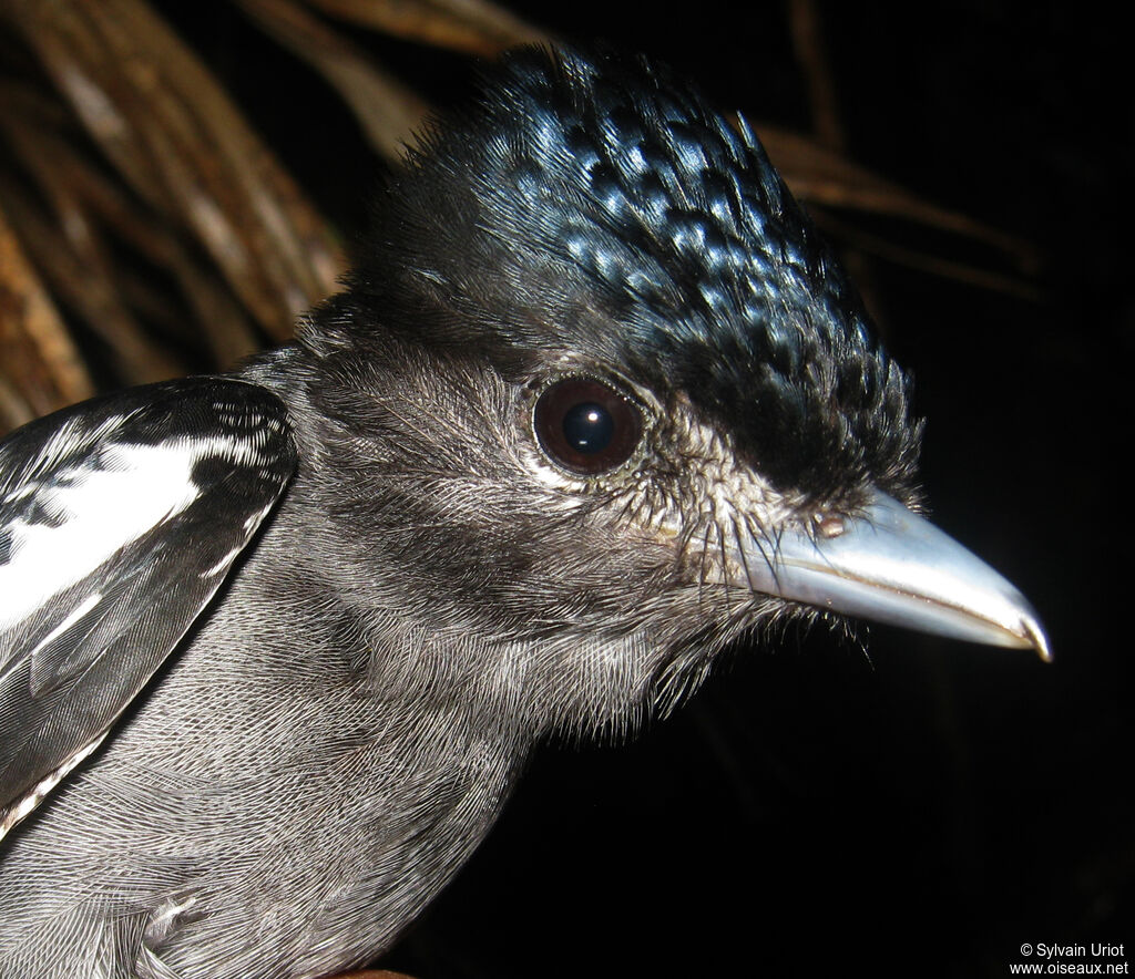 White-winged Becard male adult