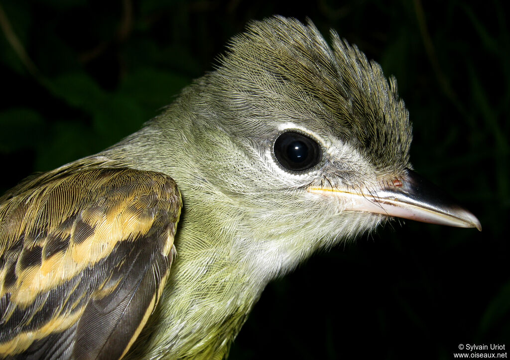 Bécarde à ailes blanchesimmature