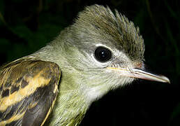 White-winged Becard