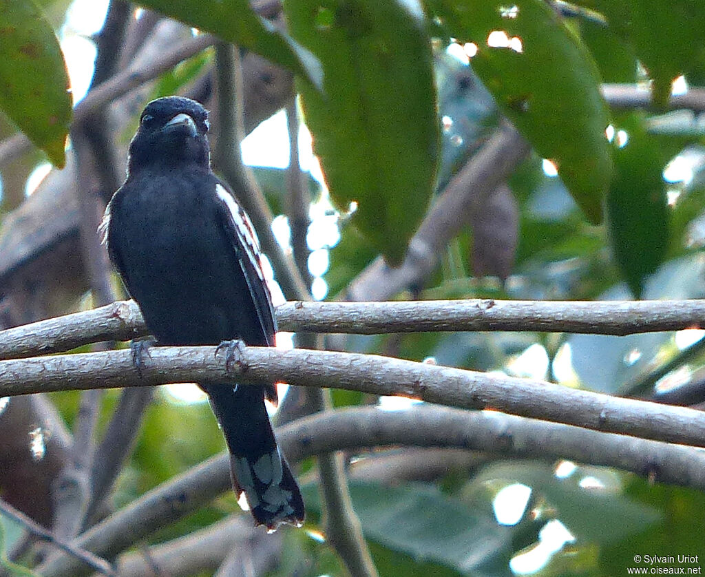 White-winged Becard male adult