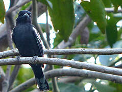 White-winged Becard