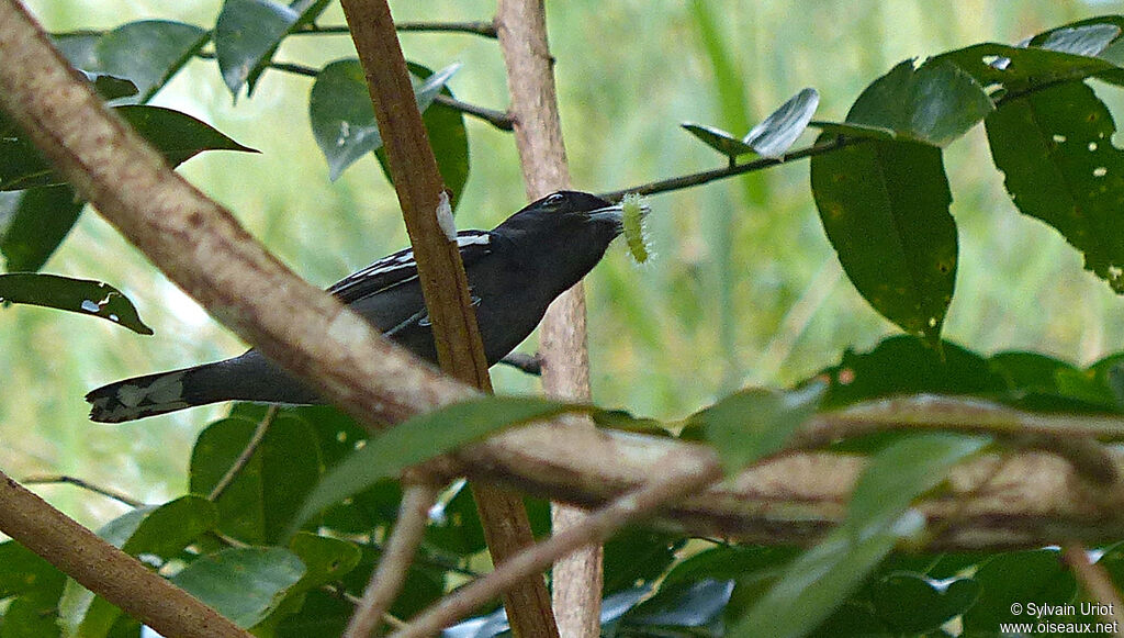 White-winged Becard male adult