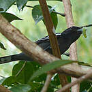 Bécarde à ailes blanches