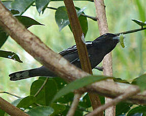 Bécarde à ailes blanches