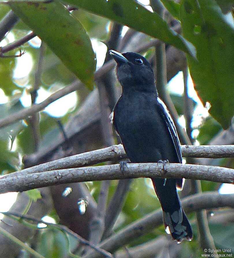 Bécarde à ailes blanches mâle adulte