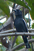 White-winged Becard