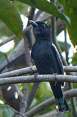 Bécarde à ailes blanches