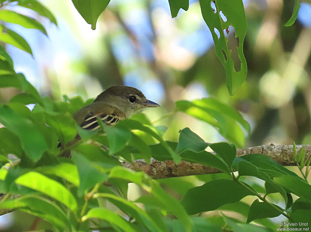 White-winged Becard female adult