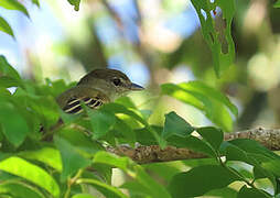 White-winged Becard