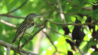 White-winged Becard