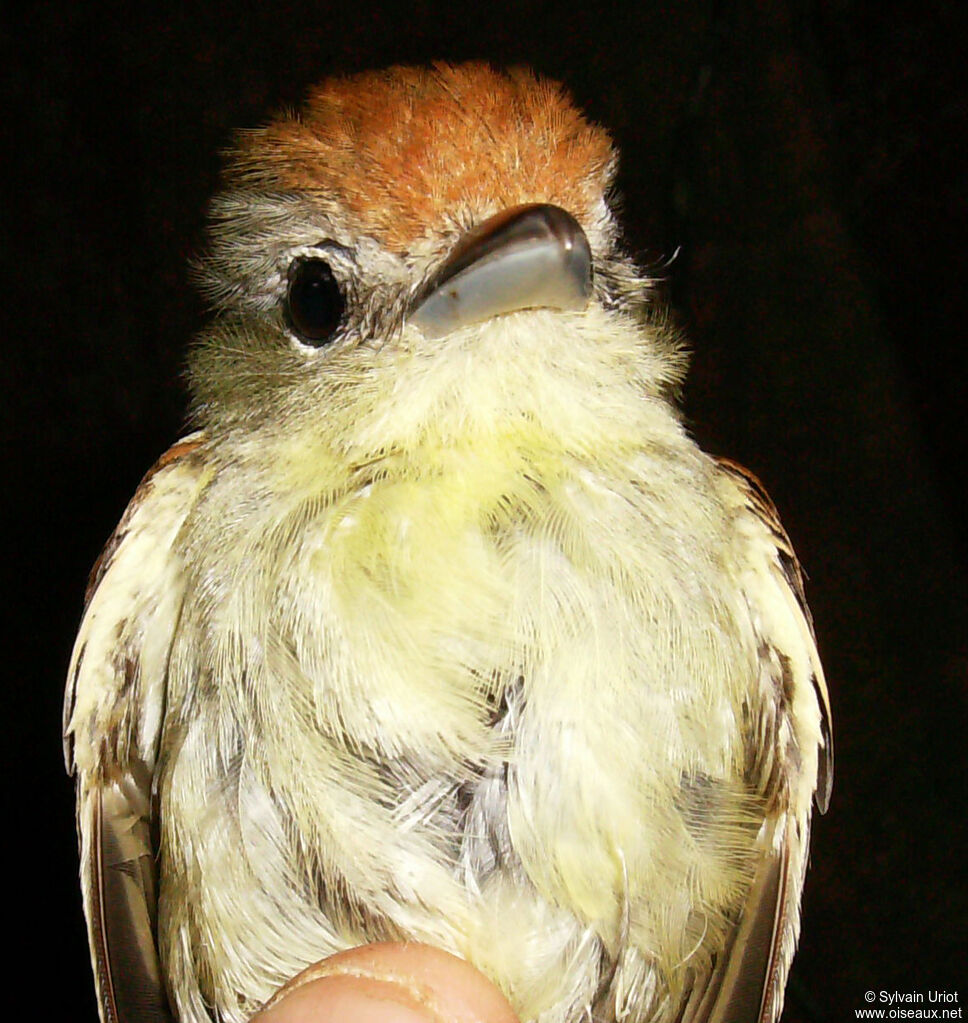 Black-capped Becard female adult