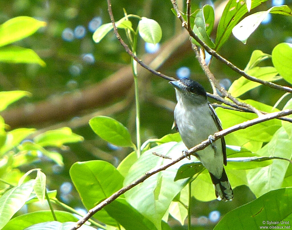 Black-capped Becard male adult