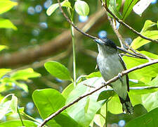 Black-capped Becard