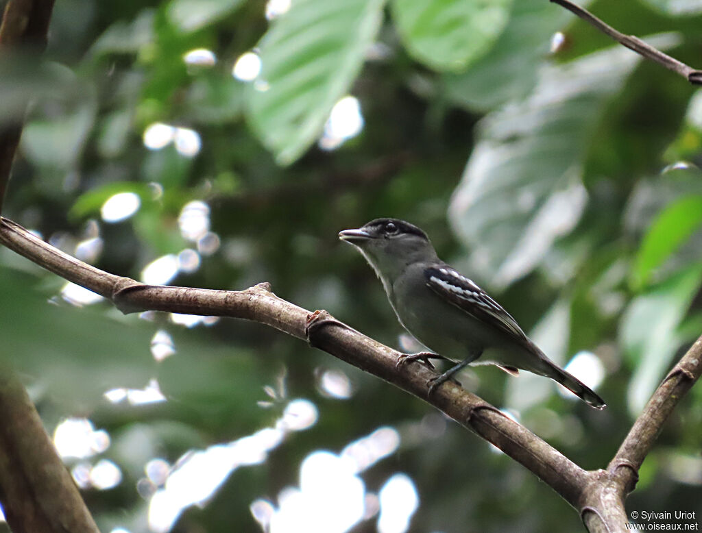 Black-capped Becard male adult