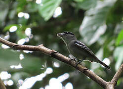 Black-capped Becard