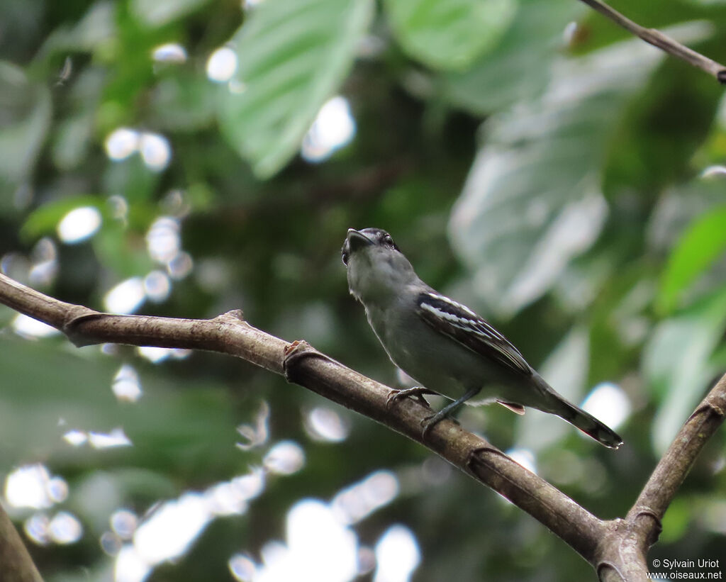 Black-capped Becard male adult