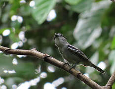 Black-capped Becard