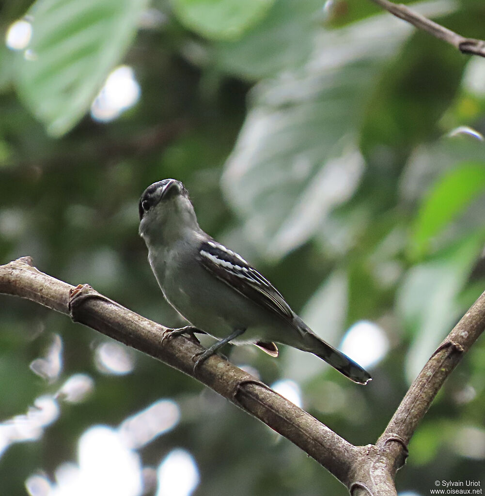 Black-capped Becard male adult