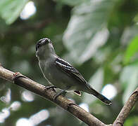 Black-capped Becard