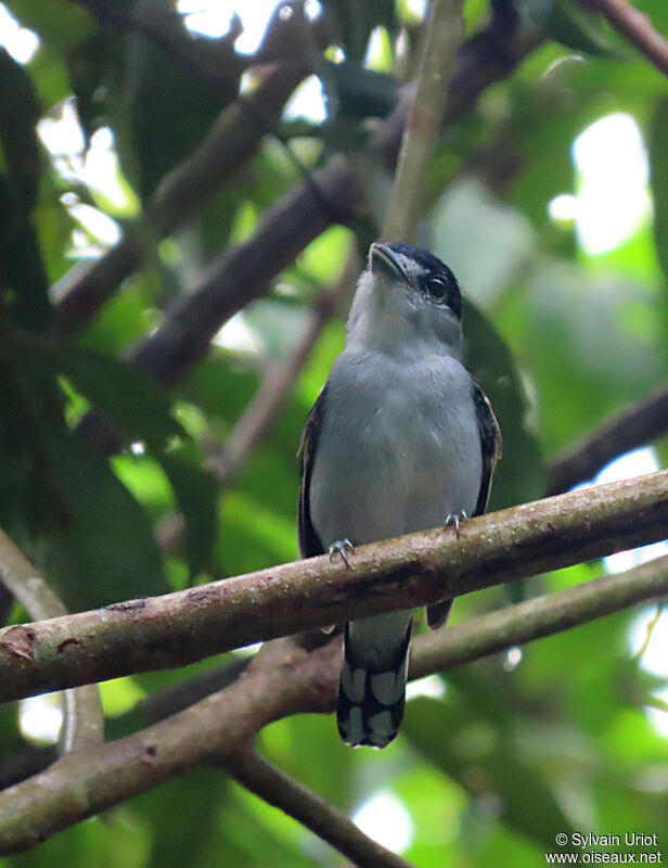 Black-capped Becard male adult