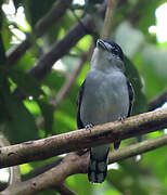 Black-capped Becard