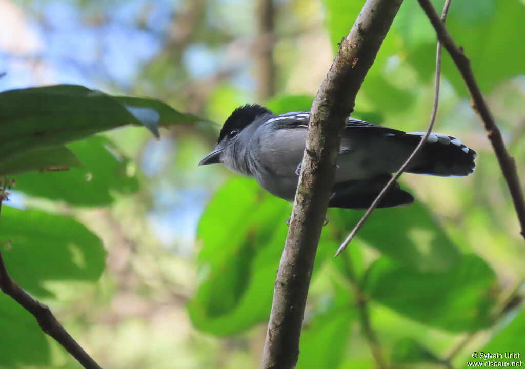 Black-capped Becard male adult